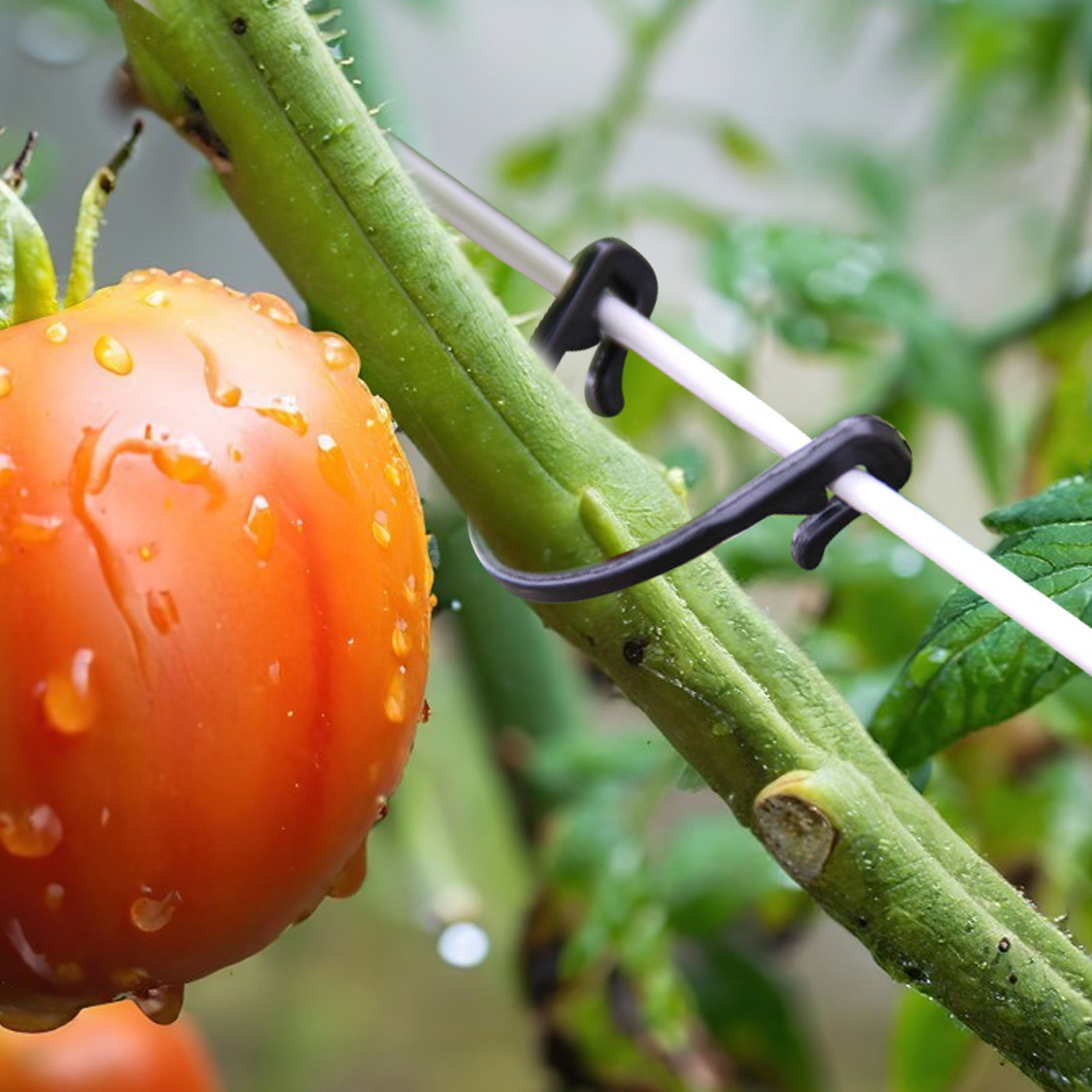 100 ชิ้น คลิปหนีบยึดต้นไม้ พลา - Vine Climbing Plastic บทวิจารณ์และราคา
